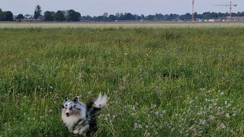 Kimi: Er liebt es, auf einer Wiese herumzurennen.
