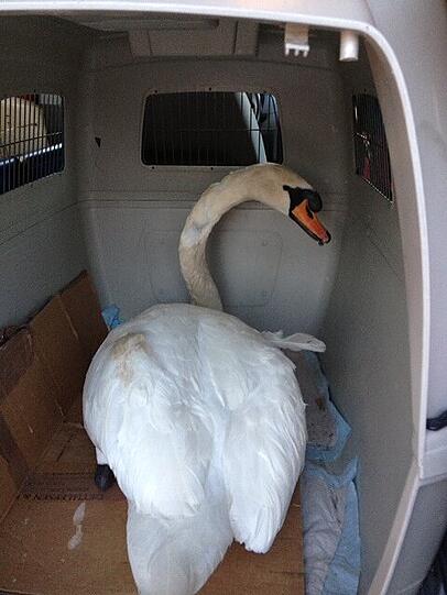 Das letzte Foto: Trotz der schnellen Hilfe, erlag der Schwan am Samstag, 16. März, scheinen schweren Halsverletzungen.
