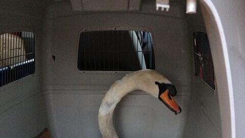 Das letzte Foto: Trotz der schnellen Hilfe, erlag der Schwan am Samstag, 16. März, scheinen schweren Halsverletzungen. Das letzte Foto: Trotz der schnellen Hilfe, erlag der Schwan am Samstag, 16. März, scheinen schweren Halsverletzungen.