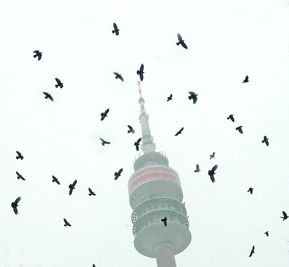 Stadt wird rabenschwarz: Krächz! So viele Krähen wie nie in München - München - Abendzeitung München