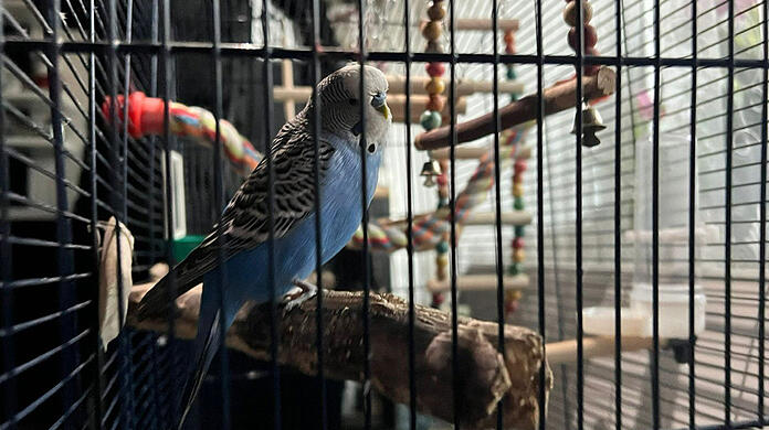 Wer seinen Wellensittich vermisst, soll sich direkt bei der Tierklinik melden. (Symbolbild)