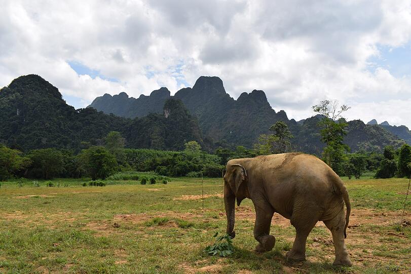 Eine Elefantendame im Elephant Hills Camp.