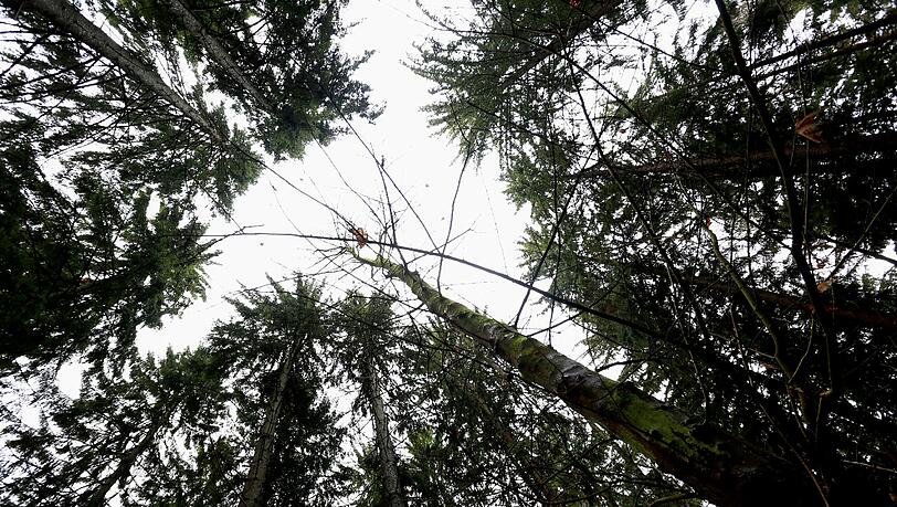 Die Natur ist der Stadt wichtig. Das zeigt auch das neu geschaffene Umweltreferat. Die Natur ist der Stadt wichtig. Das zeigt auch das neu geschaffene Umweltreferat.
