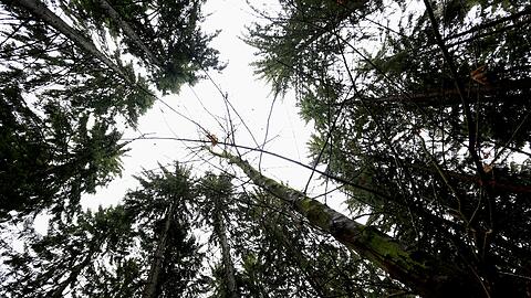 Die Natur ist der Stadt wichtig. Das zeigt auch das neu geschaffene Umweltreferat.