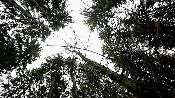 Die Natur ist der Stadt wichtig. Das zeigt auch das neu geschaffene Umweltreferat.