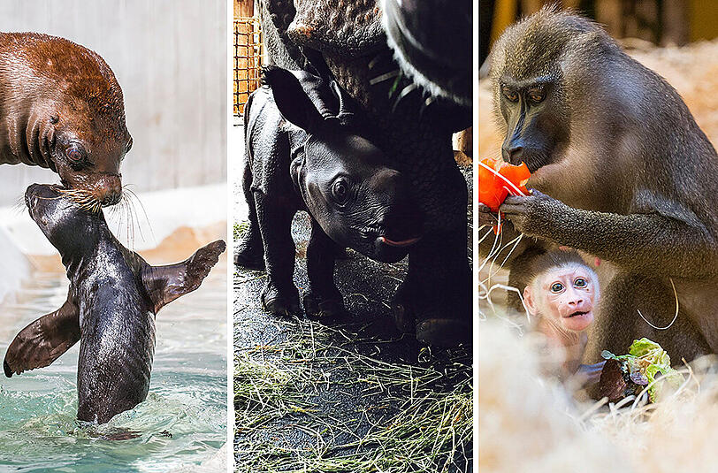 Nachwuchs, Wintereinbruch und tierisches Schwimmtraining: Zur Jahresbilanz haben wir die schönsten Hellabrunn-Fotos aus 2015 zusammengestellt.