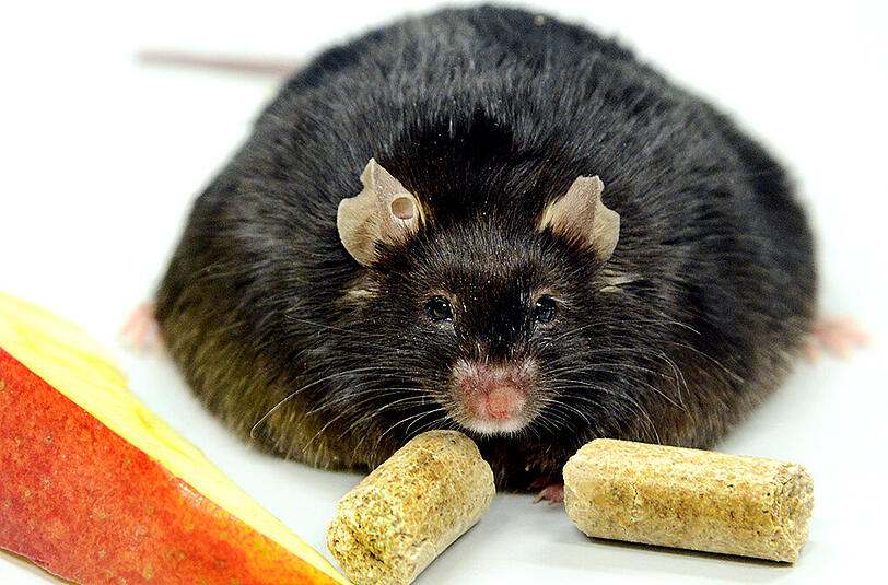 Diese Maus steht im Dienste der Adipositas-Forschung.