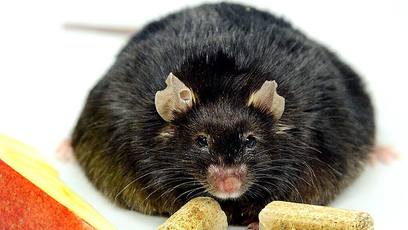 Diese Maus steht im Dienste der Adipositas-Forschung. Diese Maus steht im Dienste der Adipositas-Forschung.