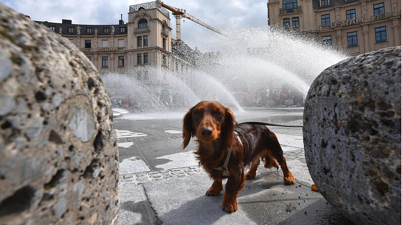 Dackel Cäsar erfrischt sich am frisch sanierten Stachus Brunnen.