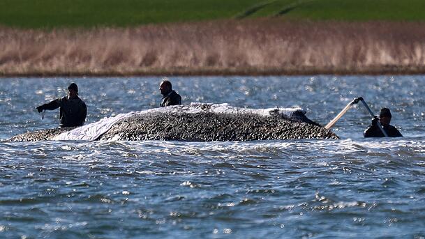 Ein Rettungsteam versucht dem gestrandeten Buckelwal Timmy zu helfen.