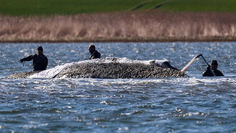 Ein Rettungsteam versucht dem gestrandeten Buckelwal Timmy zu helfen.