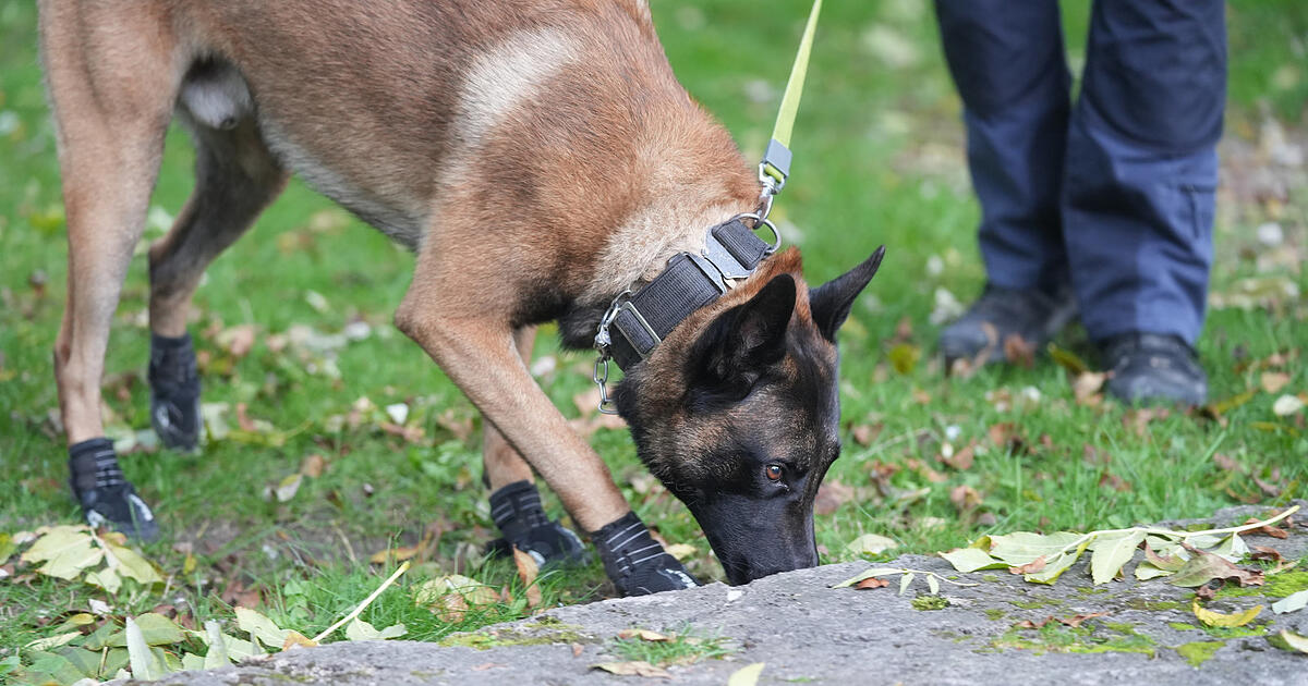 Mit-rund-50-Beamten-Hunden-und-Drohne-Polizei-sucht-halbnackten-Mann-in-M-nchen