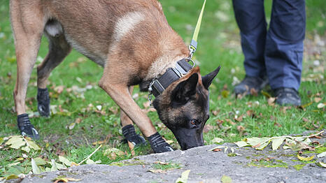 Auch Polizeihunde wurden bei der Suche nach dem Halbnackten eingesetzt. (Archivbild)