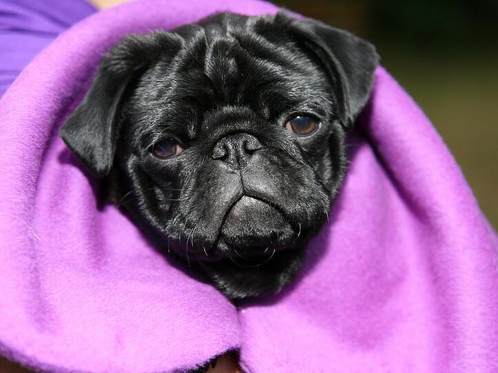 Um seinen Mops zu retten, riskierte ein 15-jähriger Nürnberger sein Leben.