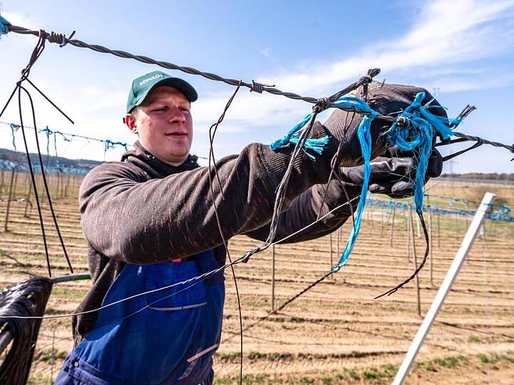Ein Erntehelfer hängt Drähte an eine Hopfengarten-Anlage. Foto: Armin Weigel/dpa