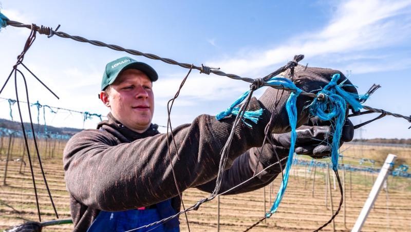 Ein Erntehelfer hängt Drähte an eine Hopfengarten-Anlage. Foto: Armin Weigel/dpa Ein Erntehelfer hängt Drähte an eine Hopfengarten-Anlage. Foto: Armin Weigel/dpa