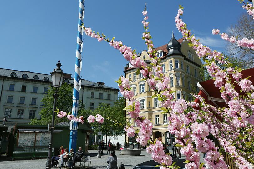 Am Wiener Platz sorgen Mandelblüten für frühlingshafte Farbe.