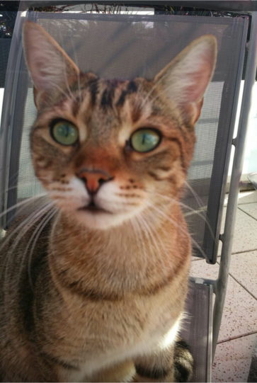 Linus