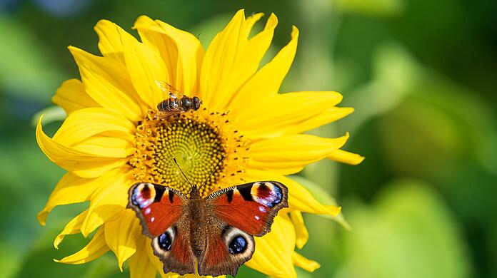 Ein Abkommen des Weltnaturgipfels soll die Lebensräume von Insekten und anderen Arten schützen.