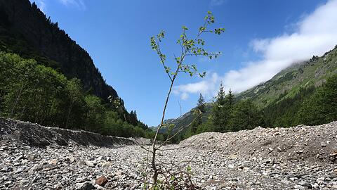 Ein junger Baum steht in dem durch Flussbauma&szlig;nahmen begradigten Rappenalpbach im Rappenalptal. (Archivbild)