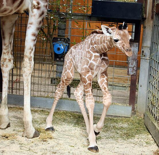 Bei den Giraffen gibt es Nachwuchs. Am 14. März kam das Baby von Mutter Kabonga und Vater Togo auf die Welt. Es hat noch keinen Namen.