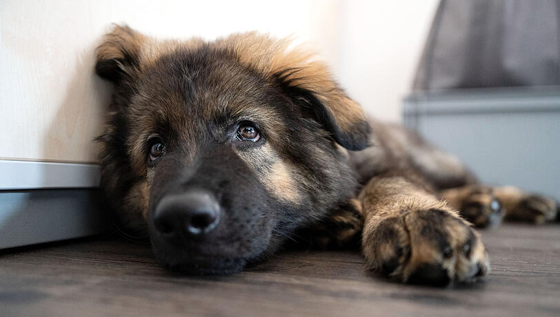 Schäferhunde sind von Natur aus sehr neugierig - einer Münchner Hundedame wurde das offenbar zum Verhängnis. (Symbolbild) Schäferhunde sind von Natur aus sehr neugierig - einer Münchner Hundedame wurde das offenbar zum Verhängnis. (Symbolbild)