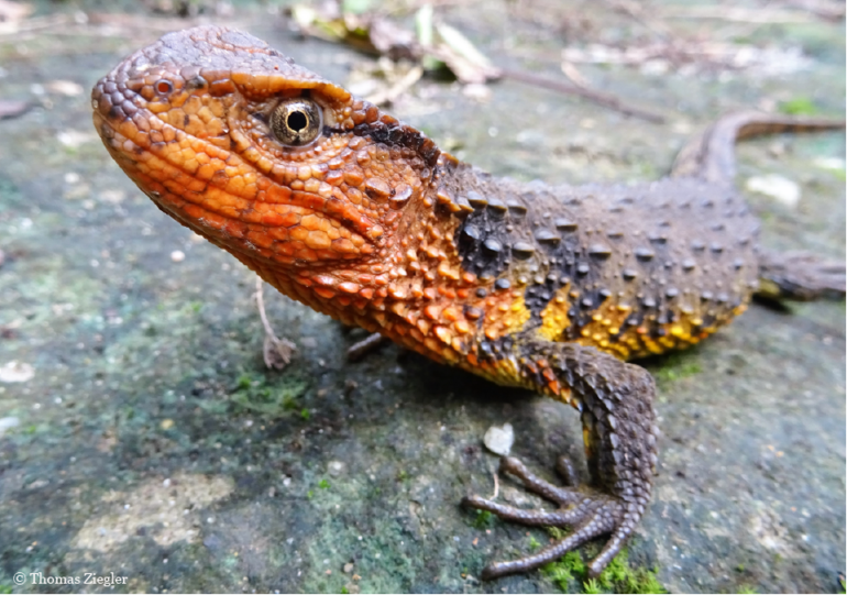 Krokodil oder Eidechse? Die Shinisaurus crocodilus vietnamensis ist irgendwie beides.