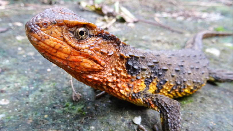 Krokodil oder Eidechse? Die Shinisaurus crocodilus vietnamensis ist irgendwie beides. Krokodil oder Eidechse? Die Shinisaurus crocodilus vietnamensis ist irgendwie beides.
