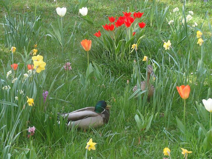 Ein Entenpärchen hat sich in dieser Wiese niedergelassen.