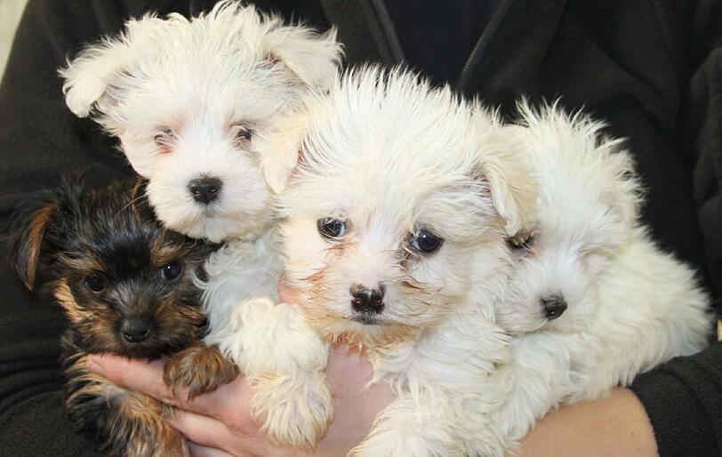 Im Tierheim sind sie in guten Händen: Verstört und frierend wurden diese vier jungen Hunde aus dem Kofferraum eines Welpen-Händlers befreit.