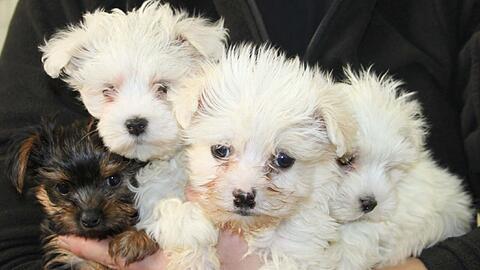Im Tierheim sind sie in guten Händen: Verstört und frierend wurden diese vier jungen Hunde aus dem Kofferraum eines Welpen-Händlers befreit.