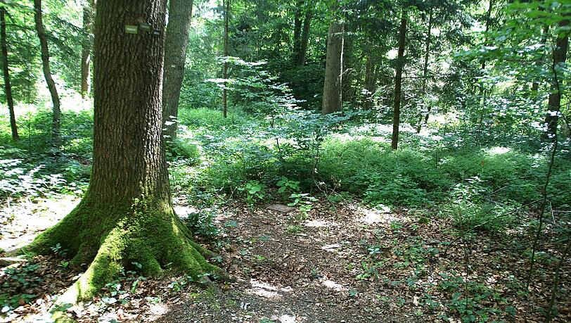 Letzte Ruhestätte: Ein geschützter Bestattungsort abseits der gewohnten Grab- und Urnenfelder im Waldfriedhof. Letzte Ruhestätte: Ein geschützter Bestattungsort abseits der gewohnten Grab- und Urnenfelder im Waldfriedhof.
