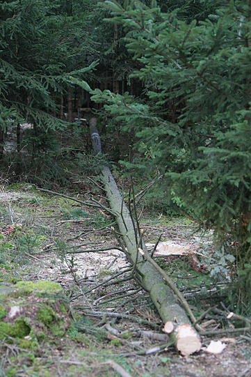 Unfall bei Waldarbeiten im Landkreis Erding: Ein 15-Jähriger ist von einem Baum getötet worden. Der Notarzt versuchte noch, den Jungen zu reanimieren. Doch zwecklos. Der Bub starb noch an der Unfallstelle
