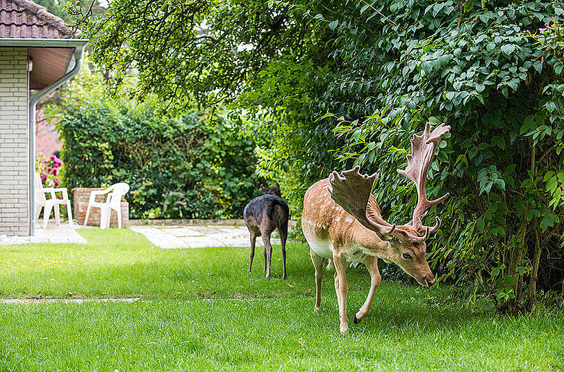 Ein Damwildhirsch und eine Damwildkuh streifen auf Borkum durch einen privaten Garten.