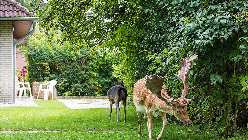 Ein Damwildhirsch und eine Damwildkuh streifen auf Borkum durch einen privaten Garten. Ein Damwildhirsch und eine Damwildkuh streifen auf Borkum durch einen privaten Garten.