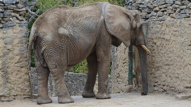 Die 47 Jahre alte Elefantin Ruperta steht in ihrem Gehege im Zoo Caricuao in Caracas (Venezuela). Die abgemagerte Elefantin wird in dem sozialistischen Land immer mehr zum Politikum. Im Zoo fristen die Tiere ein trauriges Dasein, abgemagert, in desolatem Zustand.