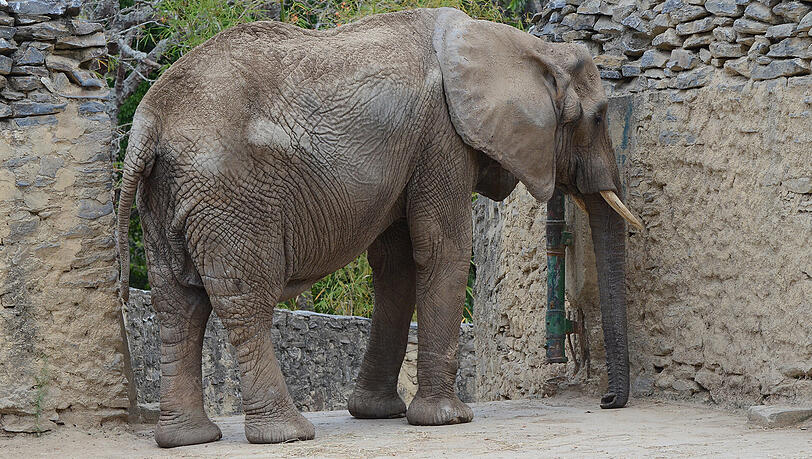Die 47 Jahre alte Elefantin Ruperta steht in ihrem Gehege im Zoo Caricuao in Caracas (Venezuela). Die abgemagerte Elefantin wird in dem sozialistischen Land immer mehr zum Politikum. Im Zoo fristen die Tiere ein trauriges Dasein, abgemagert, in desolatem Zustand. Die 47 Jahre alte Elefantin Ruperta steht in ihrem Gehege im Zoo Caricuao in Caracas (Venezuela). Die abgemagerte Elefantin wird in dem sozialistischen Land immer mehr zum Politikum. Im Zoo fristen die Tiere ein trauriges Dasein, abgemagert, in desolatem Zustand.