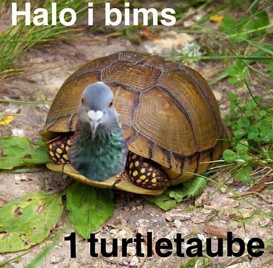 Eine Turtletaube
