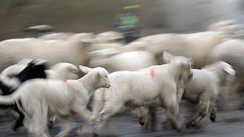 Ein Schaf verletzte einen Siebenjährigen, der einen Ball aus einem Gehege holen wollte. (Symbolbild)