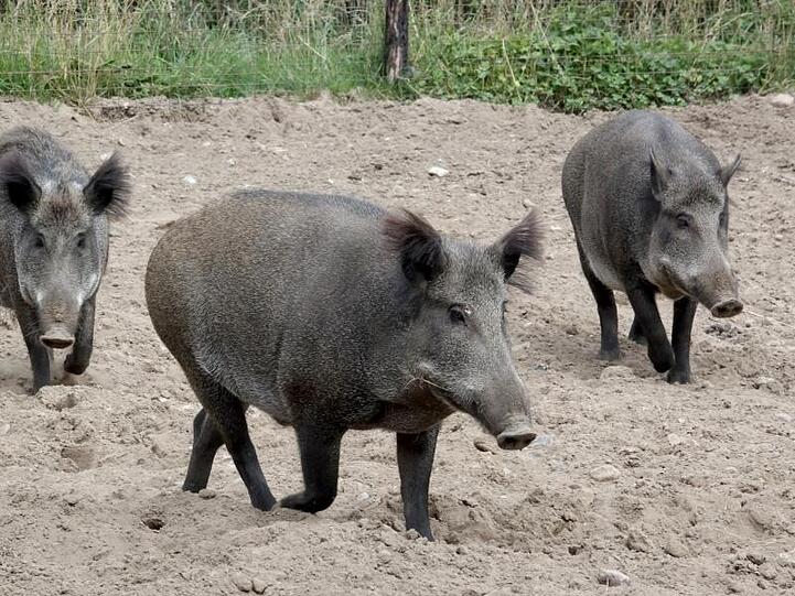 Wildschweine laufen durch ein Gehege im Tierpark Arche Warder. Foto: Carsten Rehder/dpa/Archivbild