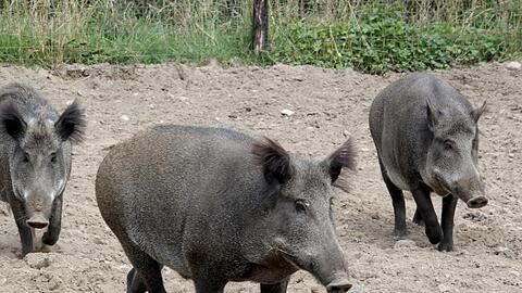 Wildschweine laufen durch ein Gehege im Tierpark Arche Warder. Foto: Carsten Rehder/dpa/Archivbild