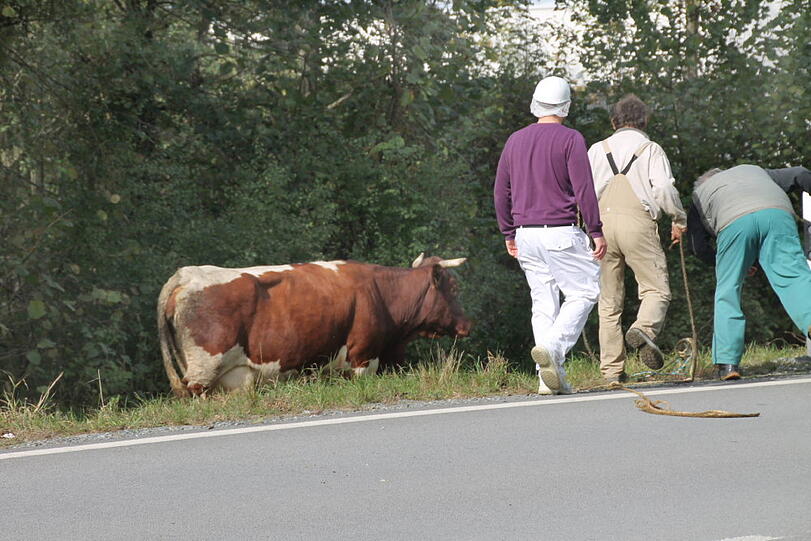Wollte noch nicht sterben: Eine Kuh in Waldkraiburg.