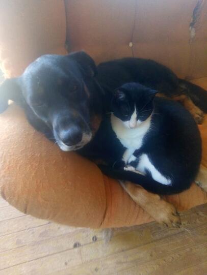 Rottweiler-Mix Max und Hauskatze Mausi