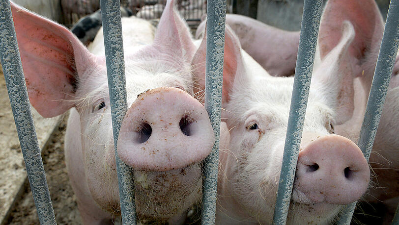 Wie die Schweine umgekommen sind, ist aktuell noch nicht klar. (Symbolbild) Wie die Schweine umgekommen sind, ist aktuell noch nicht klar. (Symbolbild)