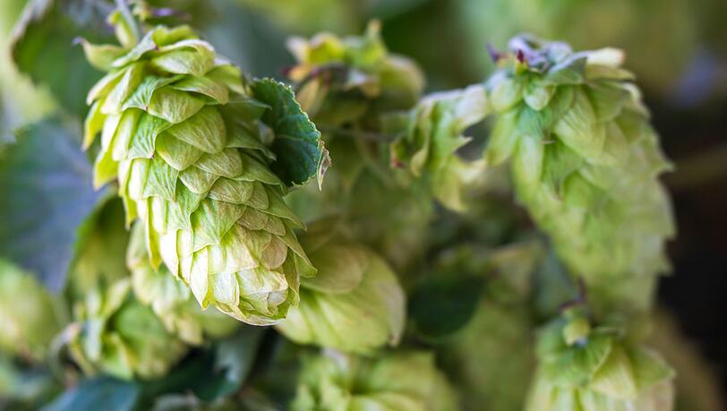 Die deutschen Hopfenbauern stehen laut Verbandsangaben vor einem grundlegenden Umbruch der Branche. (Archivbild) Die deutschen Hopfenbauern stehen laut Verbandsangaben vor einem grundlegenden Umbruch der Branche. (Archivbild)