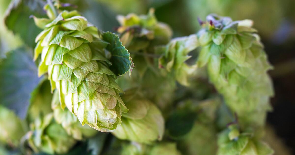 Weniger-Hopfen-geerntet-Umbruch-der-Branche-erwartet