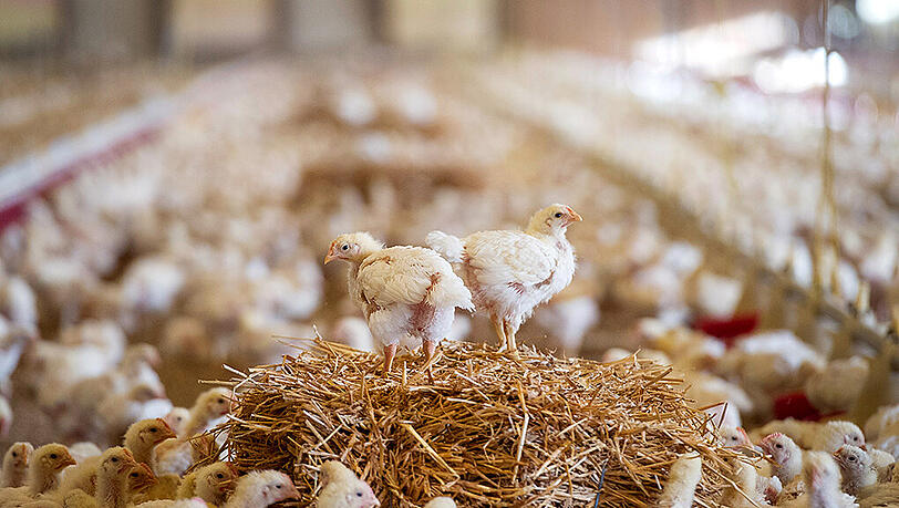 Jedes Jahr werden in Deutschland etwa 45 Millionen männliche Küken nach dem Ausbrüten getötet, weil sie für die Eierproduktion nicht benötigt werden. Jedes Jahr werden in Deutschland etwa 45 Millionen männliche Küken nach dem Ausbrüten getötet, weil sie für die Eierproduktion nicht benötigt werden.