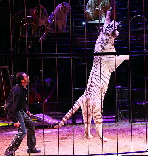 Martin Lacey jr mit einem zahmen Tiger