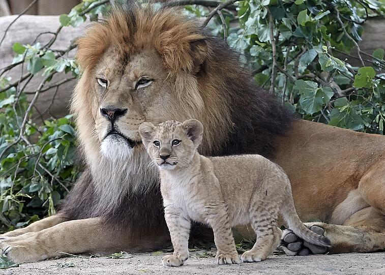 Die am 19. April geborenen Löwenbabies erkunden im Zoo in Neuwied (Rheinland-Pfalz) mit Vater Schröder ihr Gehege. Auf der ganzen Welt gibt es nach Angaben von Zoodirektor Mirko Thiel nur noch rund 100 wohl nicht mehr völlig reinrassige Berberlöwen