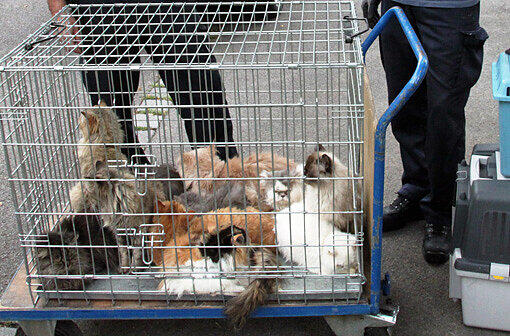Aus einer Wohnung evakuierte Katzen sitzen am Montag in Augsburg in einem Kaefig. Veterinaeramt und Polizei stellten in einer Wohnung mehr als 30 Tiere sicher.